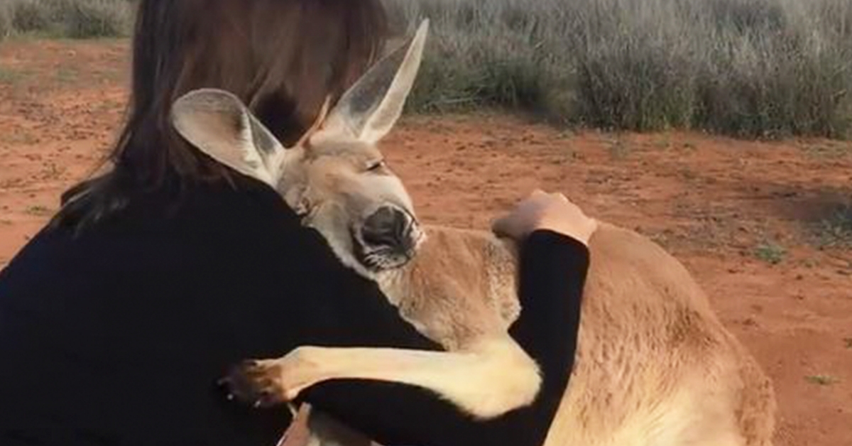 rescued_kangaroo_expresses_gratitude_to_the_volunteers_who_saved_her_life