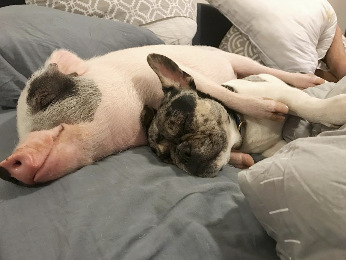 this-little-pig-loves-french-bulldogs-so-his-humans-got-him-one