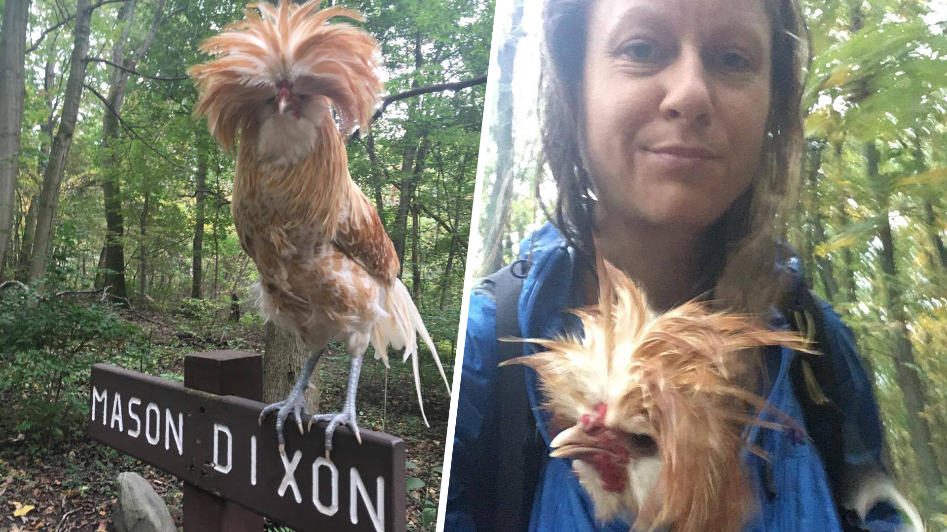 hiker-finds-lost-rooster-in-trail-and-takes-it-with-her