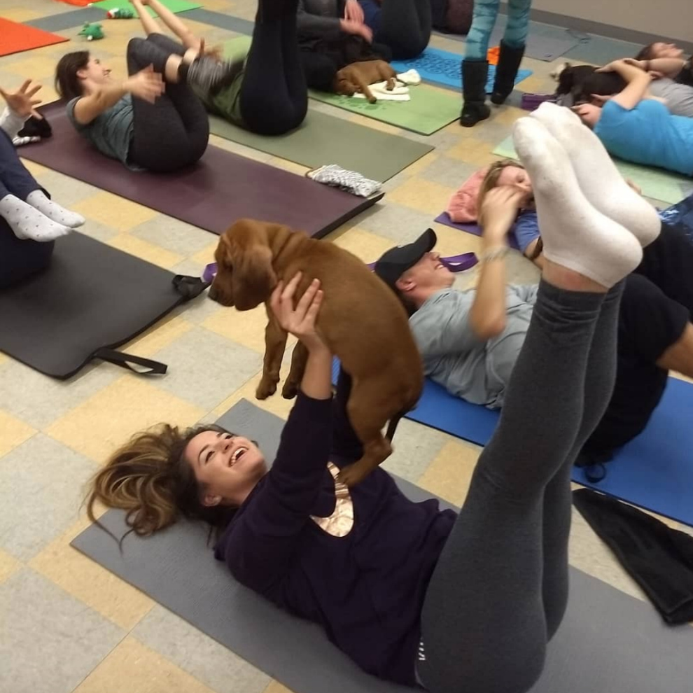 training-on-the-go-with-our-puppy-pilates