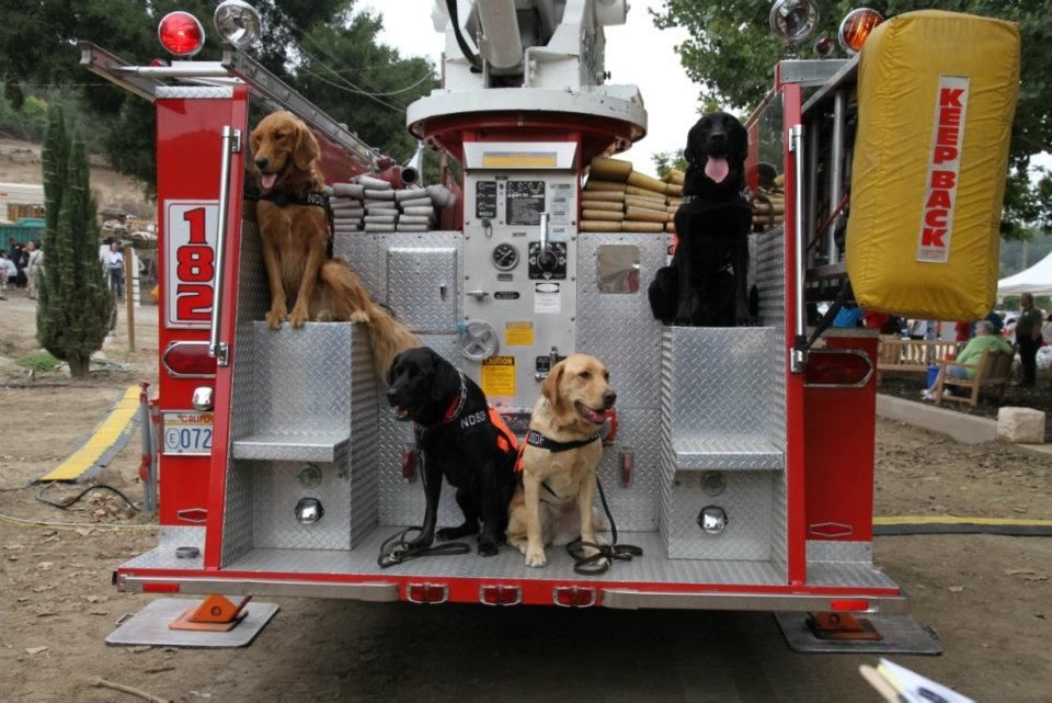how-these-canines-transformed-from-rescued-dogs-to-first-responders