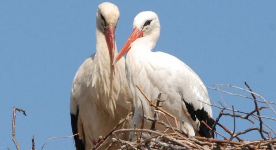 a-very-touching-love-story-of-storks-klepetan-and-malena