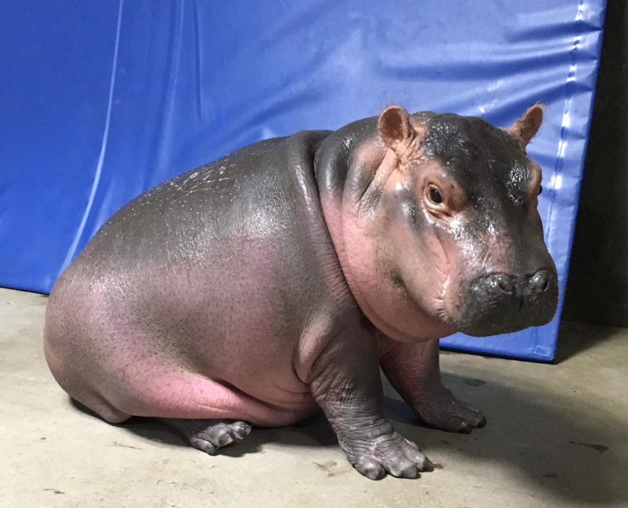 adorable-baby-hippos-that-will-make-you-want-more