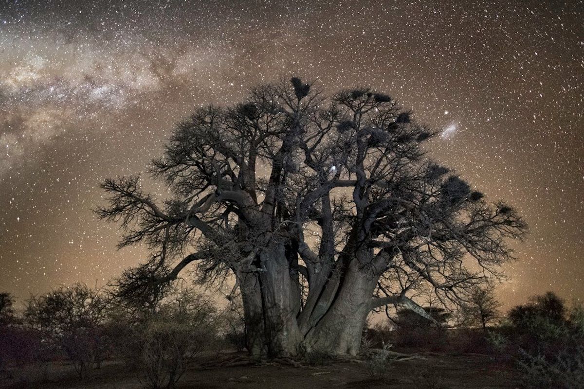 Woman-Photographs-the-Oldest-and-Rarest-Trees-in-the-World
