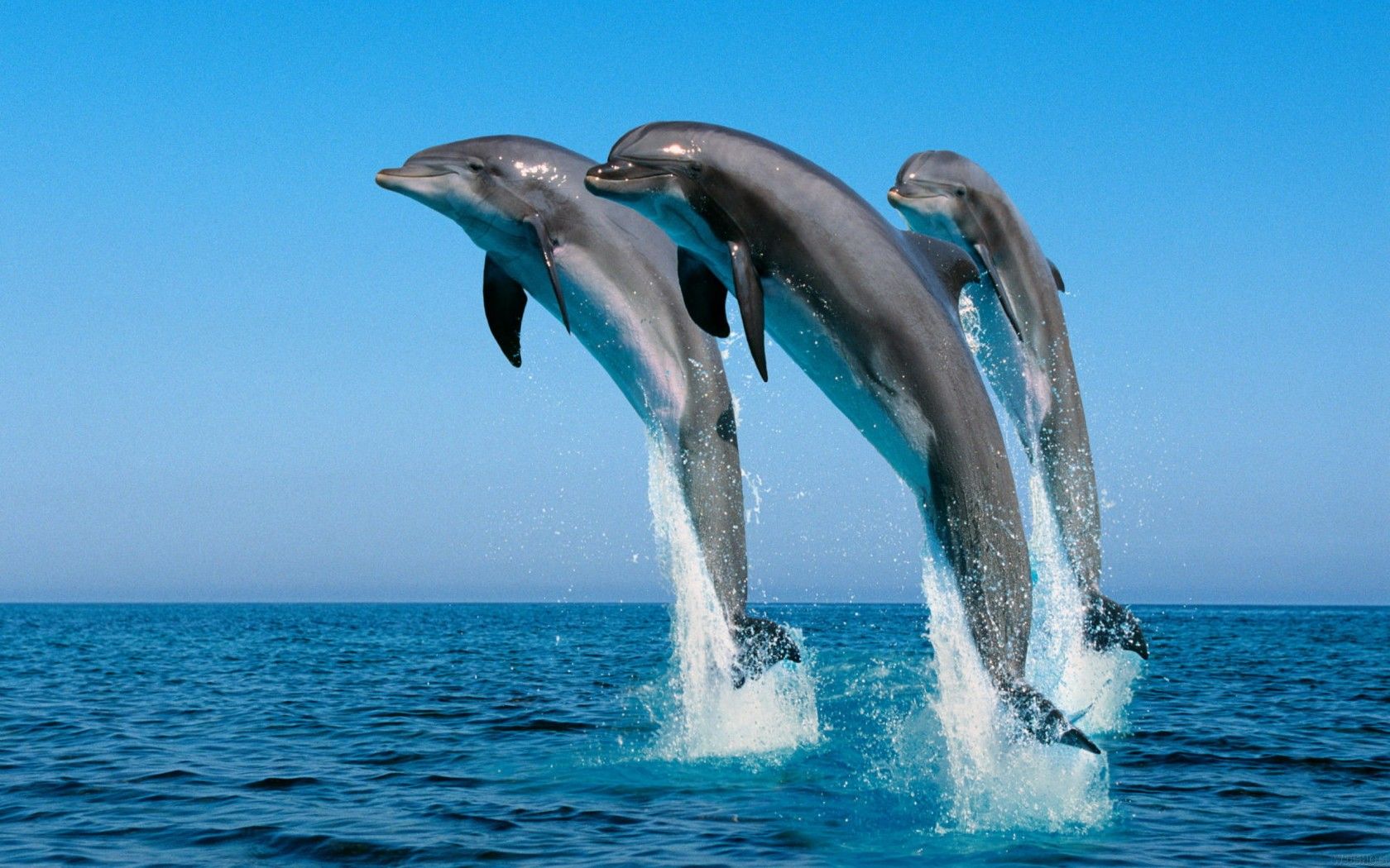 Scientists-Discovered-That-Dolphins-Have-Names-For-Each-Other