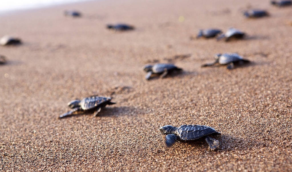 Breathtaking-Hatching-of-Baby-Sea-Turtles