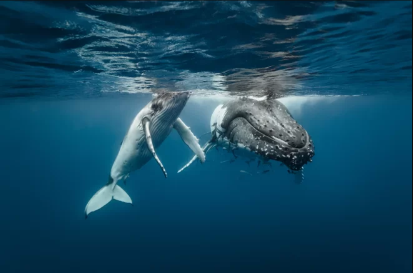 More-Baby-Humpback-Whales-Will-Soon-Be-Swimming