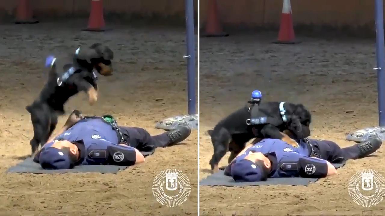 Amazing-Dog-Shows-Off-its-CPR-Skills