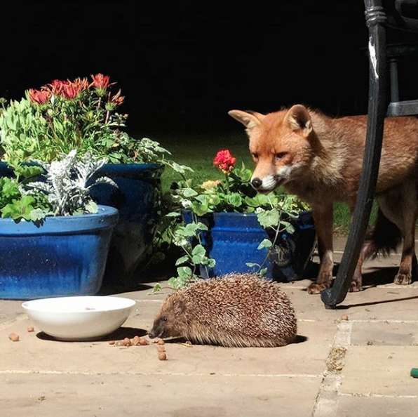 Unlikely-Friendshipof-a-Fox-and-Hedgehog