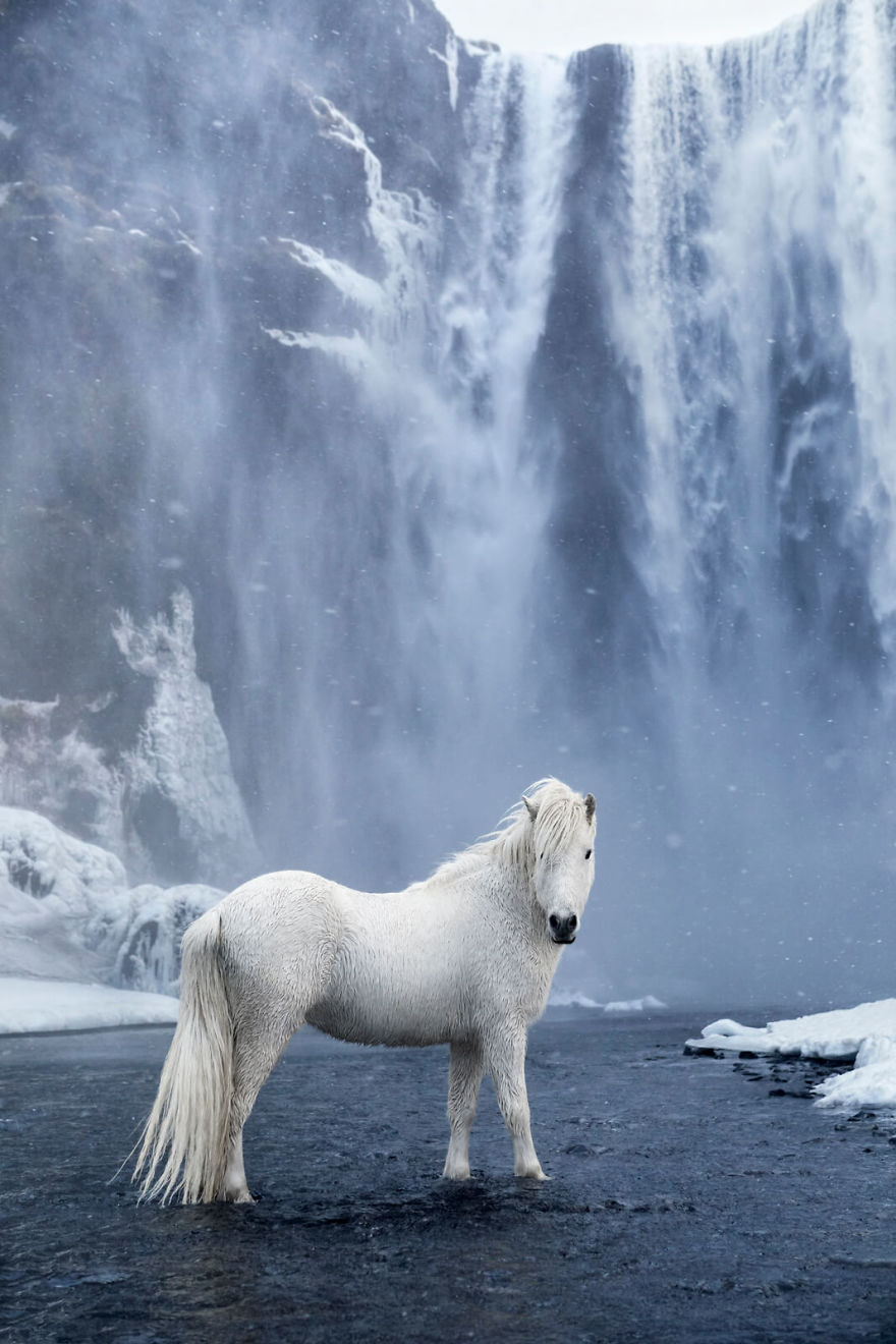 Icelands-Stunning-Ice-Horses
