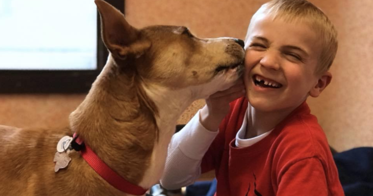 6-year-old-Boy-Saved-More-Than-1000-Dogs-From-Kill-Shelters
