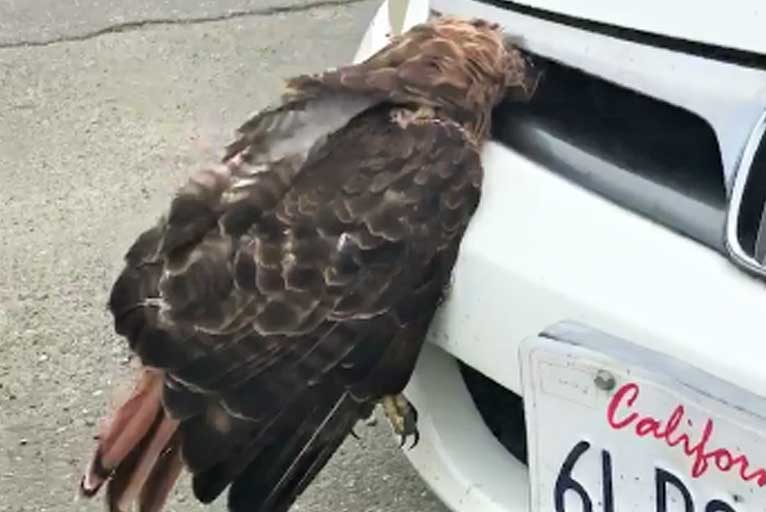 Good-Samaritan-Saves-a-Hawk-Stuck-in-a-Car-Grill