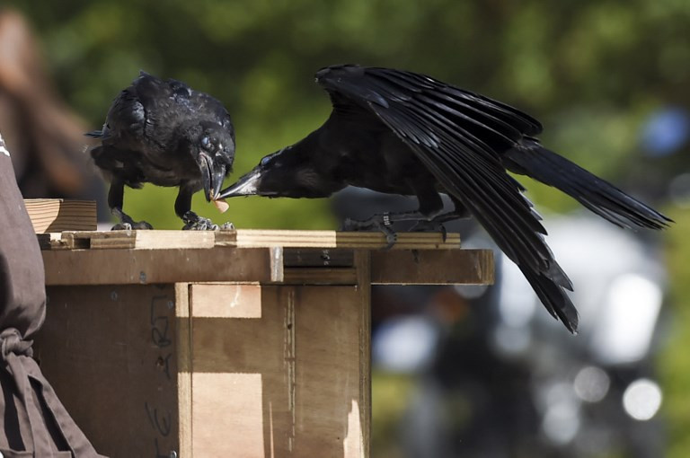 Amazing-Crows-at-Theme-Park-are-Trained-to-Pick-Up-Trash