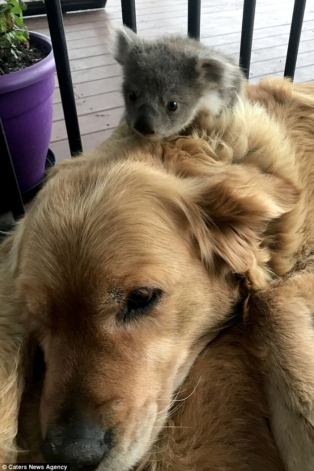 Dog-Saves-Baby-Koala-and-Now-They-Are-The-Best-of-Friends