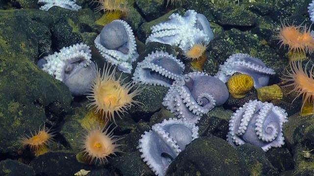 Worlds-Largest-Octopus-Garden-Discovered