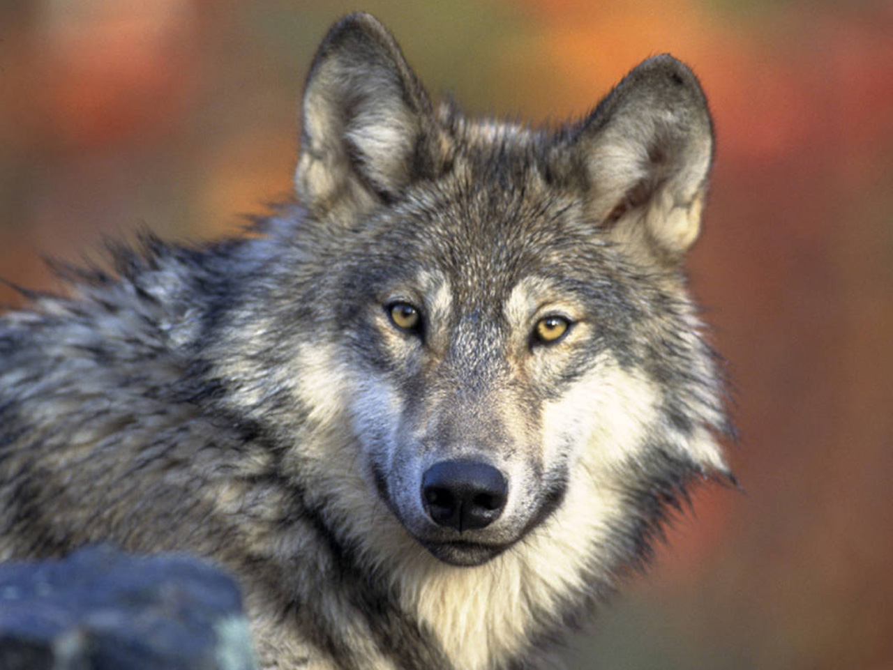Gray-Wolves-Want-to-be-Unlisted-from-Endangered-Species