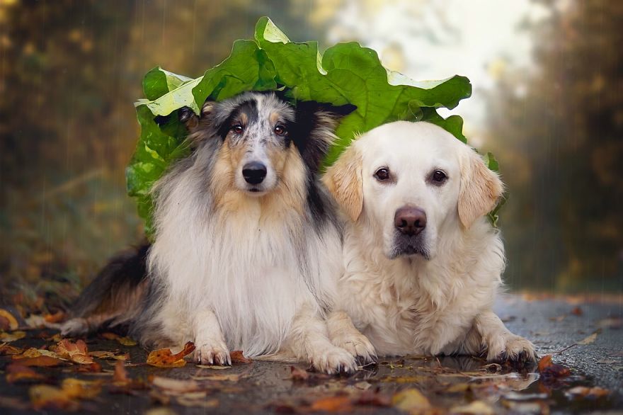 inseparable-dog-best-friends