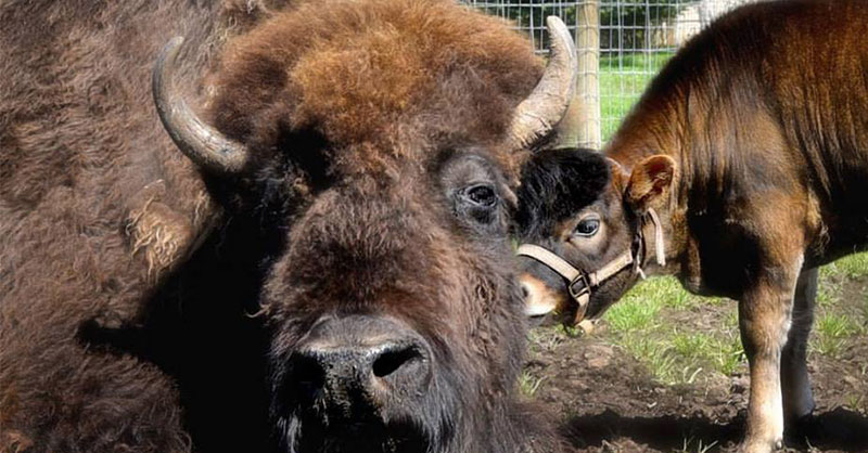 blind-bison-lived-a-lonely-life-until-she-met-a-calf-to-love