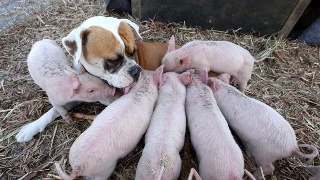 meet-the-boxer-who-adopted-eight-abandoned-piglets