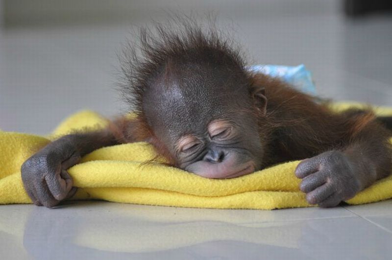 adorable-photos-of-sleeping-baby-animals-super-cute