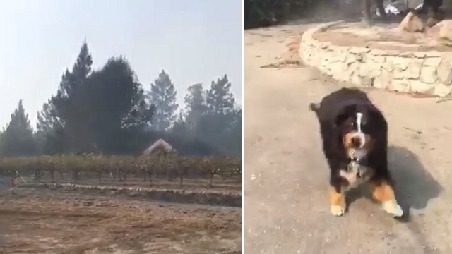 missing-dogs-heartfelt-reunion-with-family-after-the-california-wildfire