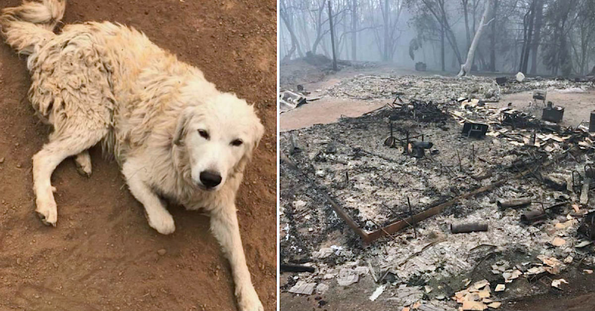 farmer-forced-to-leave-dog--goats-during-californias-wildfire-evacuation-has-shocking-surprise