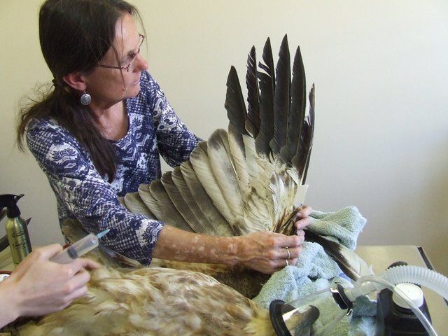 woman-helped-an-injured-eagle-to-fly-again-by-implanting-new-feathers