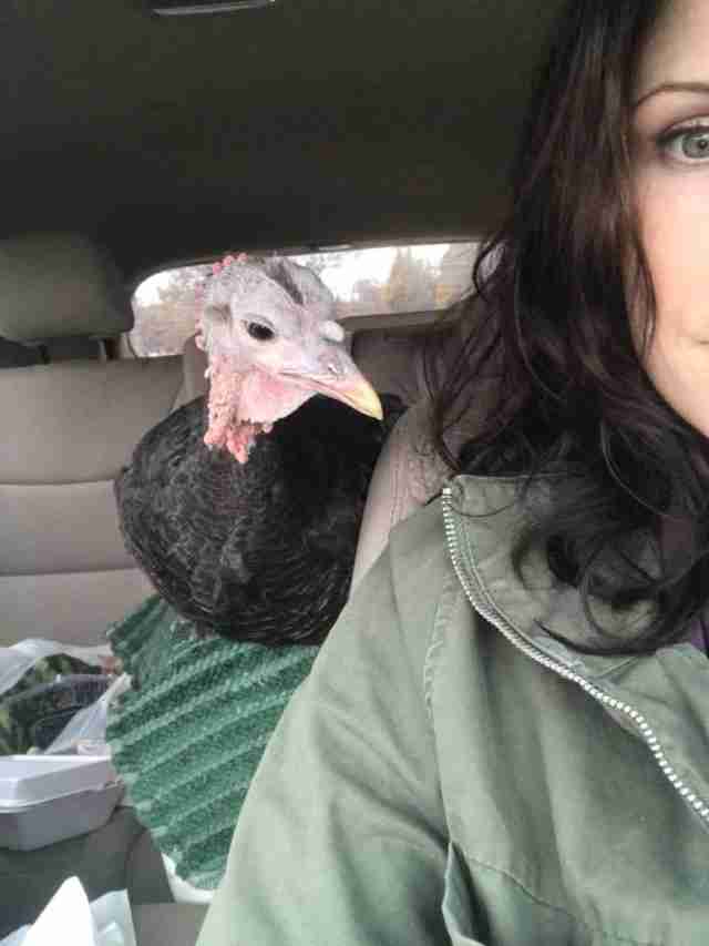 friendly-turkey-decides-to-sit-up-front-with-rescuer