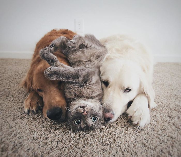 three-unlikely-best-friends---two-dogs-and-one-cat