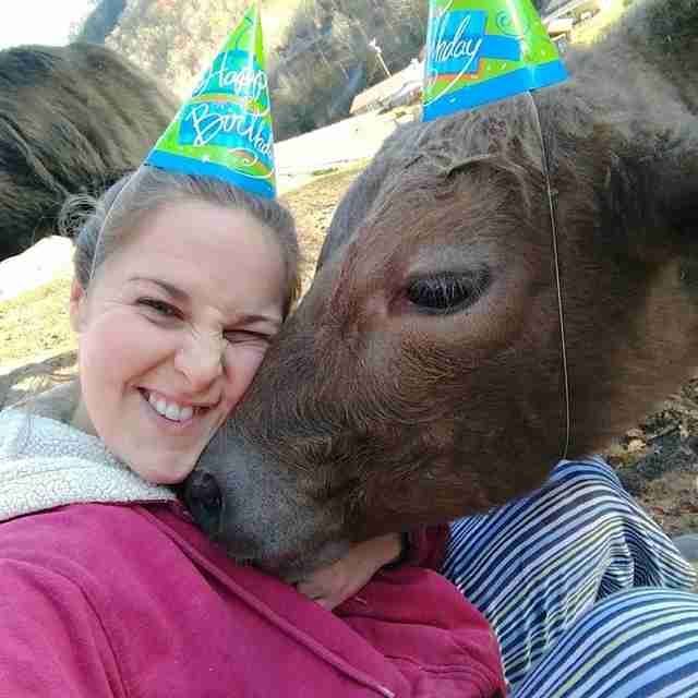 woman-throws-a-birthday-party-for-the-cow-who-saved-her-life