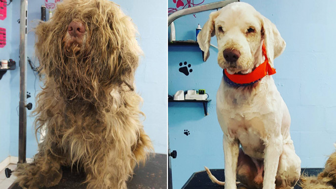 groomer-works-all-night-to-unveil-the-beauty-underneath-an-abandoned-dogs-matted-fur