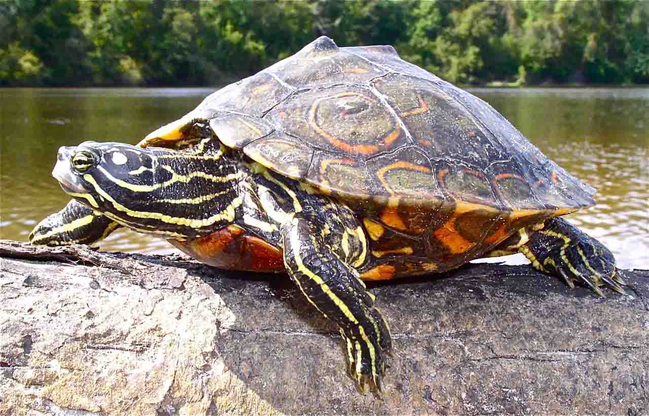 turtles_line_up_for_a_scrub