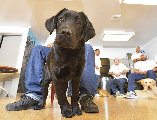 service-dogs-are-changing-the-lives-of-prisoners