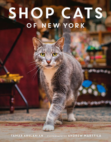 shop-cats-of-new-york-adorable-portraits-of-big-city-felines