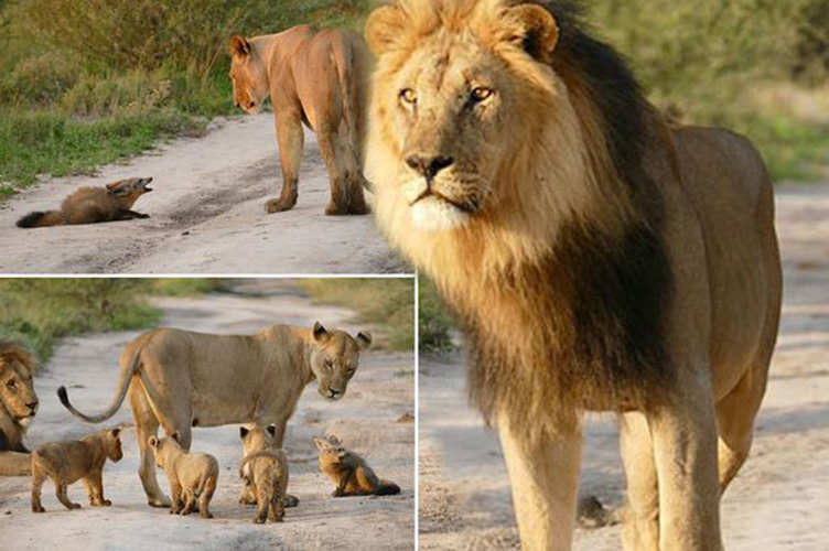 lioness-found-an-injured-baby-fox-and-saved-its-life-must-see